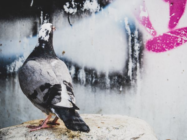 Dove sitting on the background of the wall thumbnail