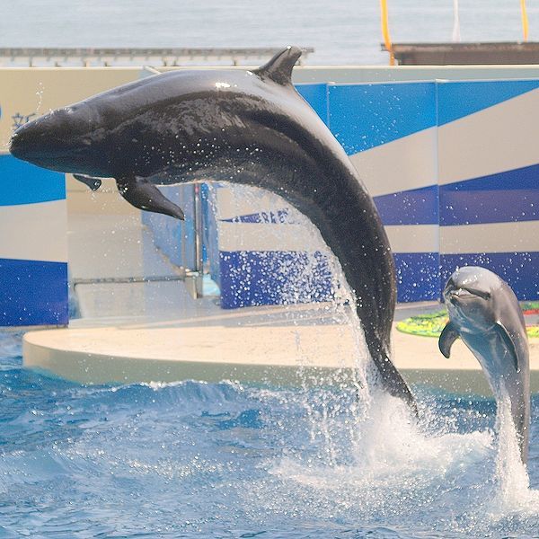 A false killer whale and a bottlenose dolphin hanging out at a zoo in Japan.