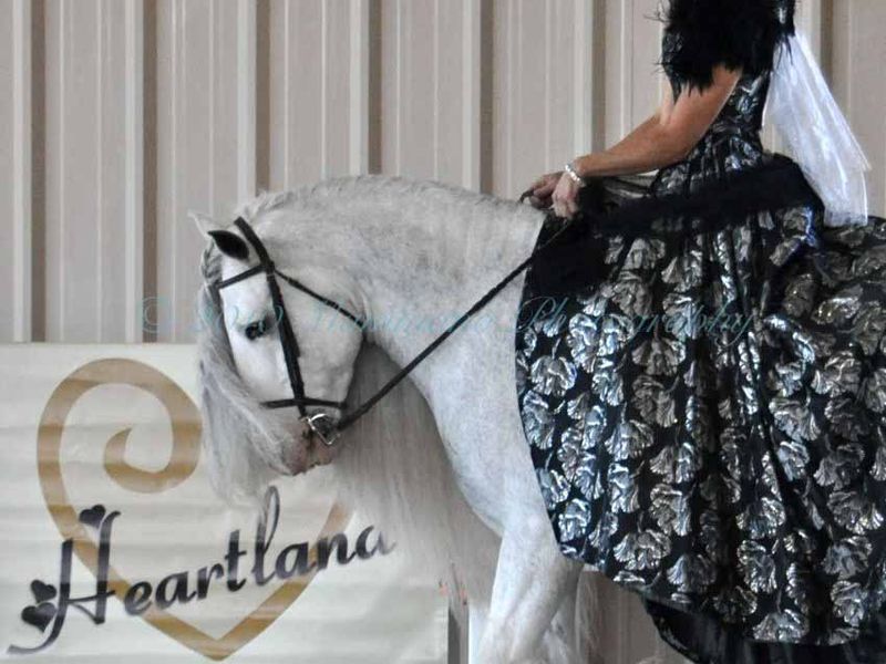 Gypsy Vanner Horse Show in Danville IN, Sept. 2010... The Class was called "Jog in the Park", a