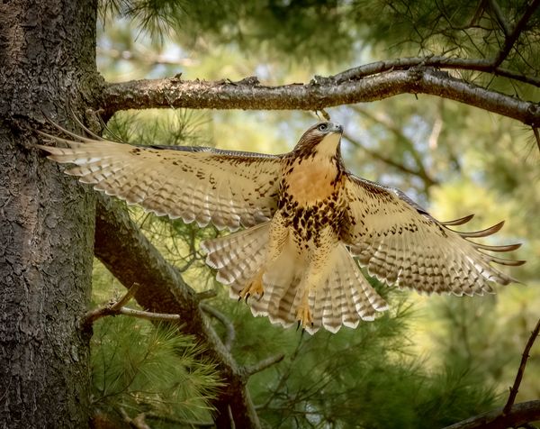 Juvenile red tailed hawk taking off thumbnail
