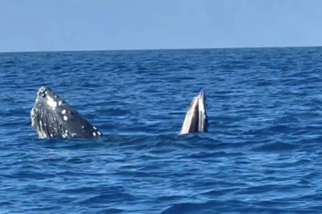 a gaping whale
