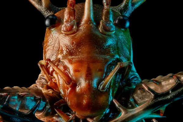 Armored Elegance — Thorny Cricket (Cosmoderus sp.) thumbnail