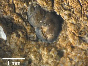 20110520083235snail-in-coprolite.jpg