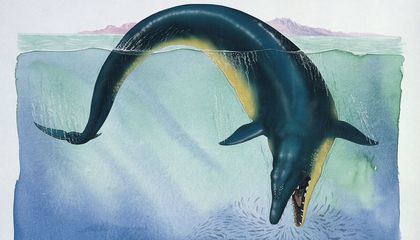Ancient Whales Were the Biggest and Smallest of Their Kind to Ever Roam the Oceans