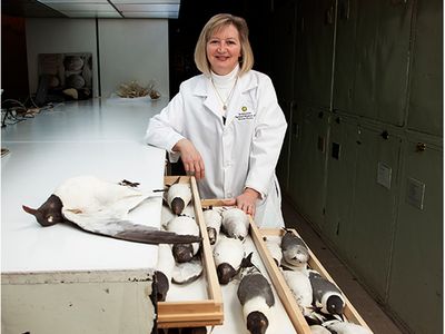 For forensic ornithologist Carla Dove, examining the National Museum of Natural History’s vast collection of 
bird specimens—including laughing gulls (above)—is part of a day’s work.