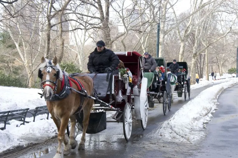 horse drawn carriages in NYC