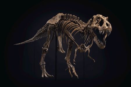 Stan, a 67-million-year-old Tyrannosaurus rex skeleton, will go on the auction block at Christie's on Oct. 6. 