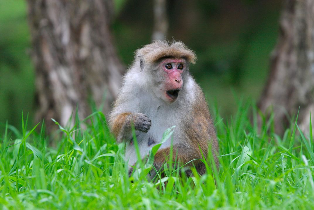 Sri Lanka Monkey