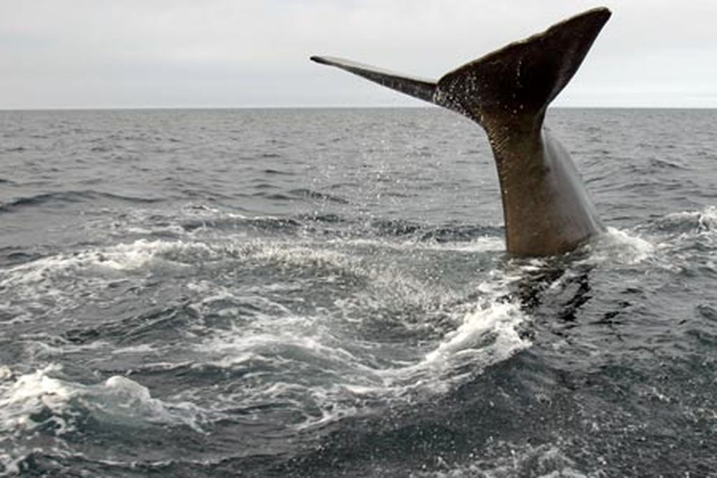 Sperm whale tail
