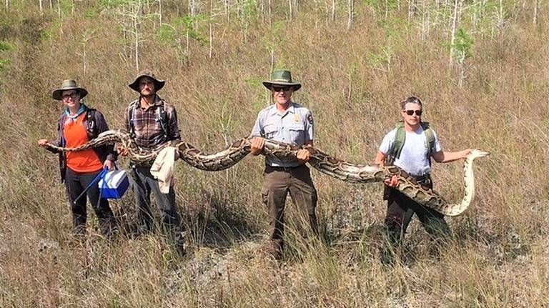 Big Cypress python.jpg