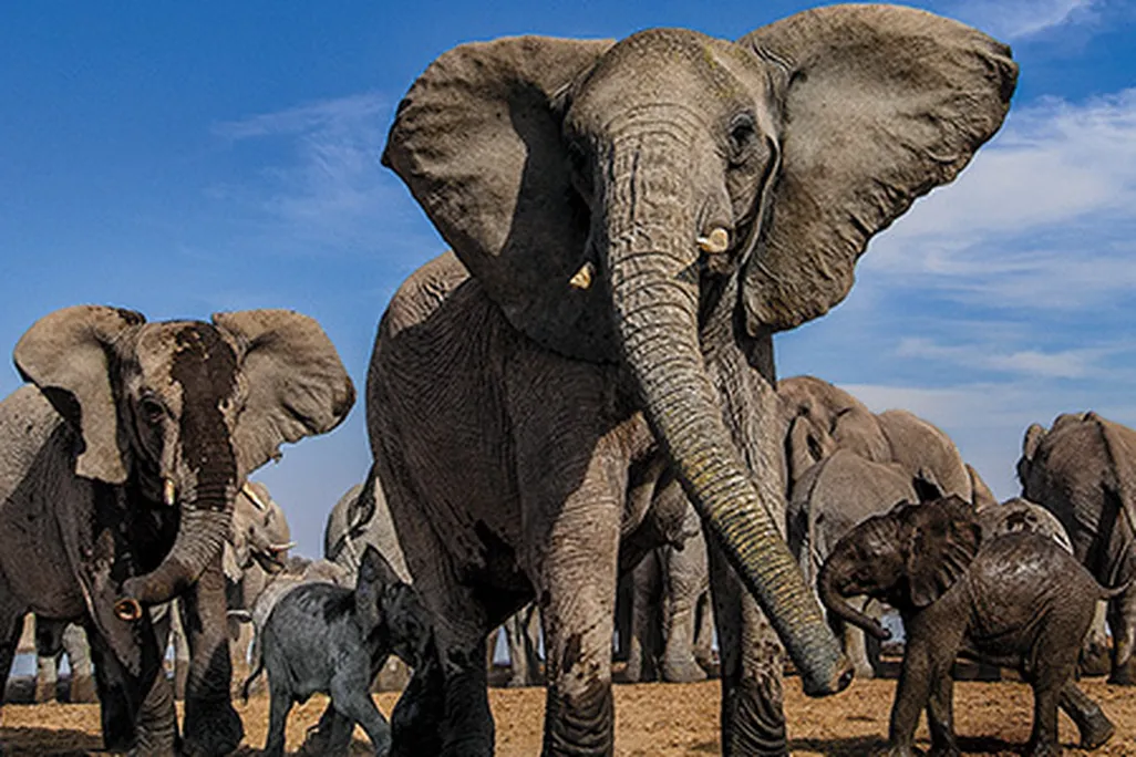 Mean-Girls-elephants-at-Etosha-National-Park-631.jpg