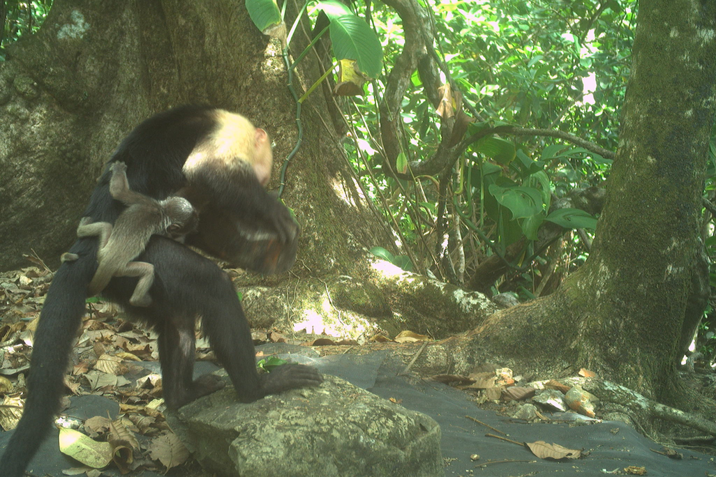 Very young howler clings to the aback of a carrier