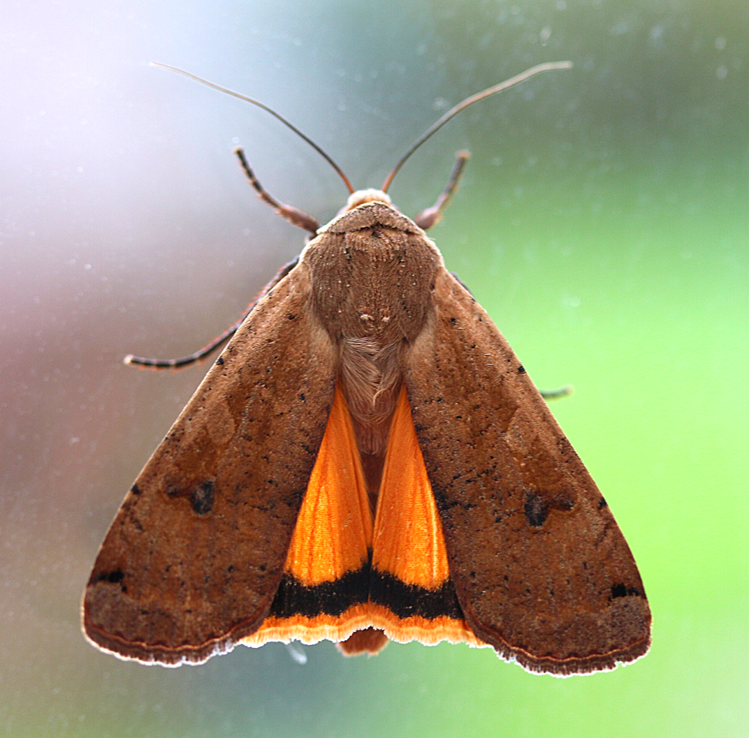 Large yellow underwing