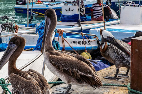 Pelicans on Santa Cruz Island thumbnail