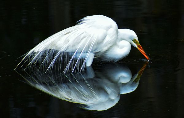 Stunning Great Egret Relection 2 thumbnail