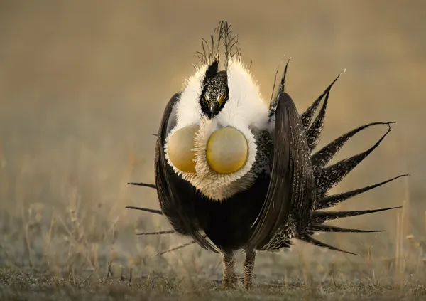 Giving His All thumbnail