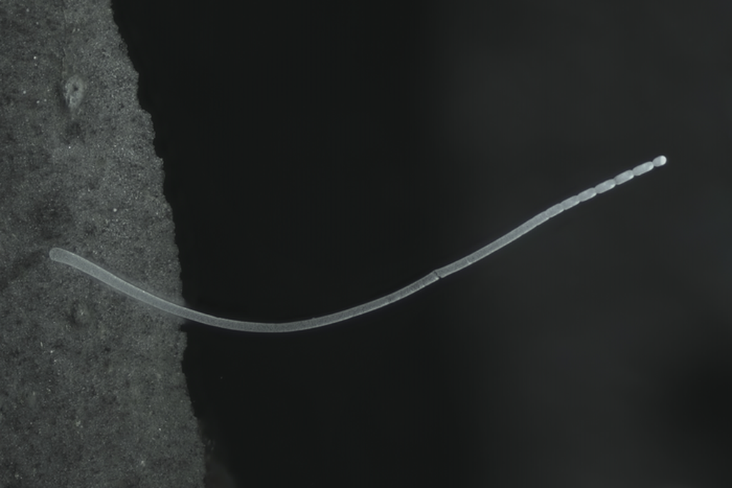 An image of a long thin, transluscent, single filament of the new bacterium called T. magnifica