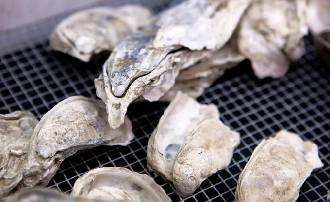 Ancient Oyster Shells Are Windows to the Past