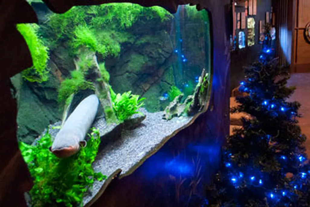 Sparky, the electric eel, and his Christmas tree.