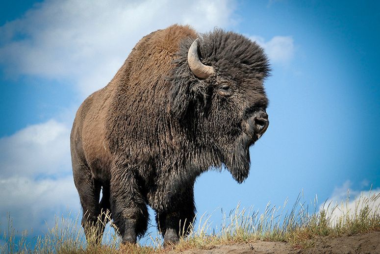Meet Freddy, the Runaway Bison Who Inspired a Choral Arrangement | Smart  News| Smithsonian Magazine