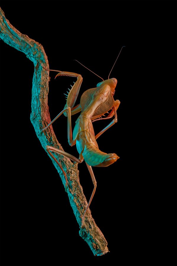 Timor Shield Mantis (Rhombodera kirbyi) thumbnail