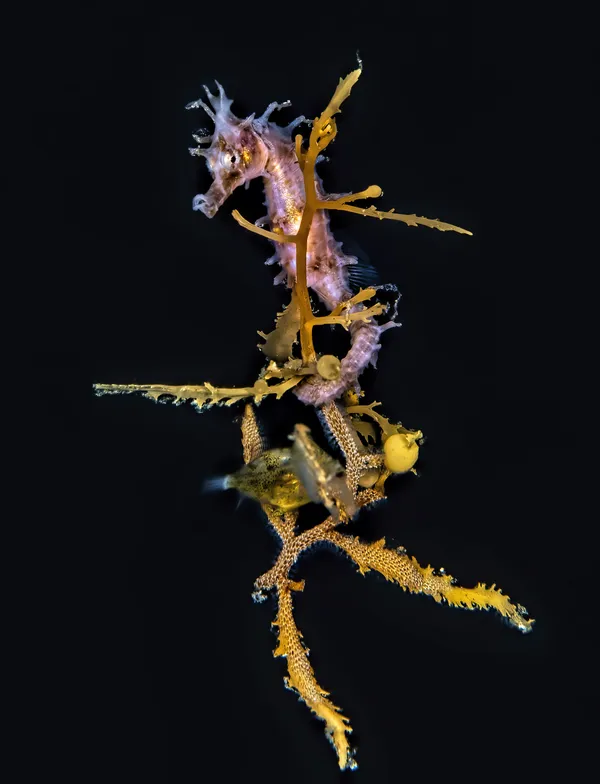 Seahorse juvenile on seaweed thumbnail