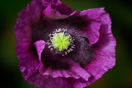 Morphine is extracted from opium, a compound found in the seeds of the opium poppy.