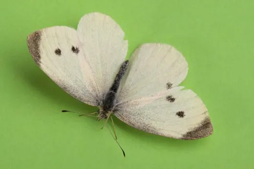 White Butterfly