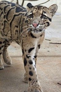 20110520102410cloudedleopard-199x300.jpg