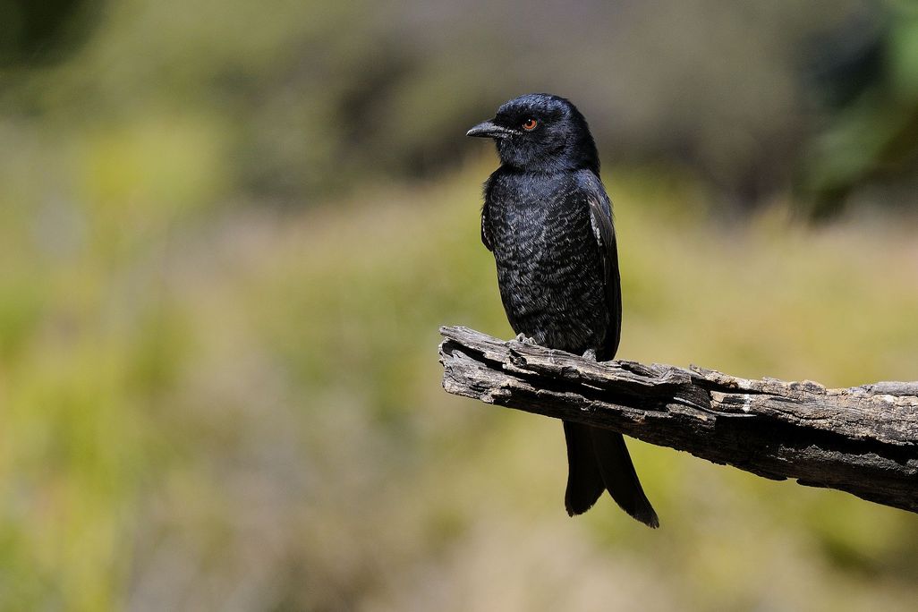 Black bird sitting on a piece of wood