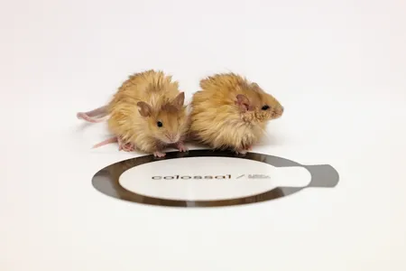 The mice were genetically engineered to have mammoth-like traits, such as thick, fluffy hair.