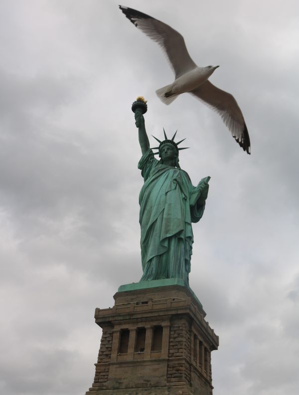 Proud and determined Seagull by Lady Liberty thumbnail