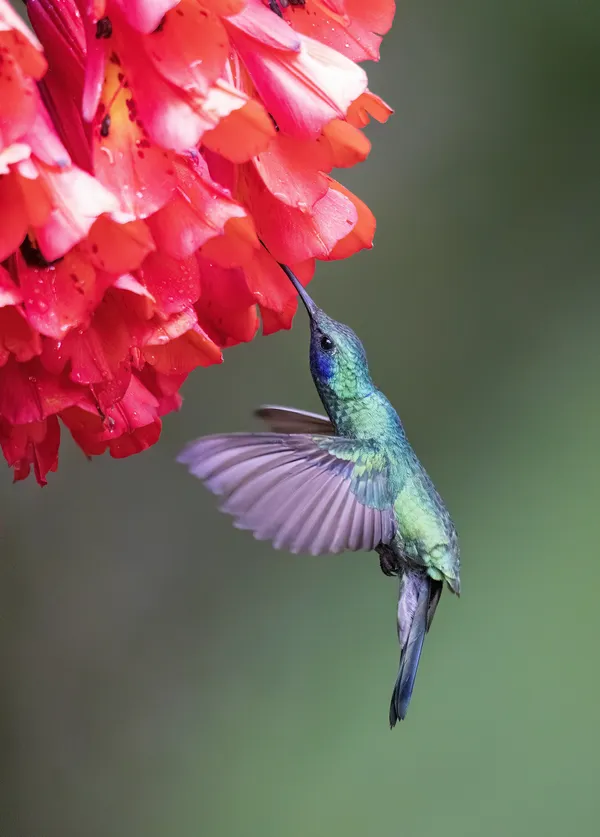 Swordbill Hummingbird and Red Flower thumbnail