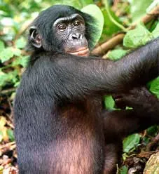 20110520102355Bonobo.jpg
