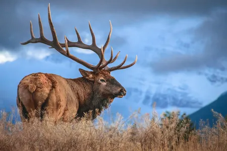 A male elk in Jasper National Park in Alberta, Canada