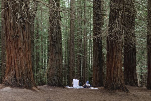 A couple rests in the redwood forest of Cabezon de la Sal thumbnail