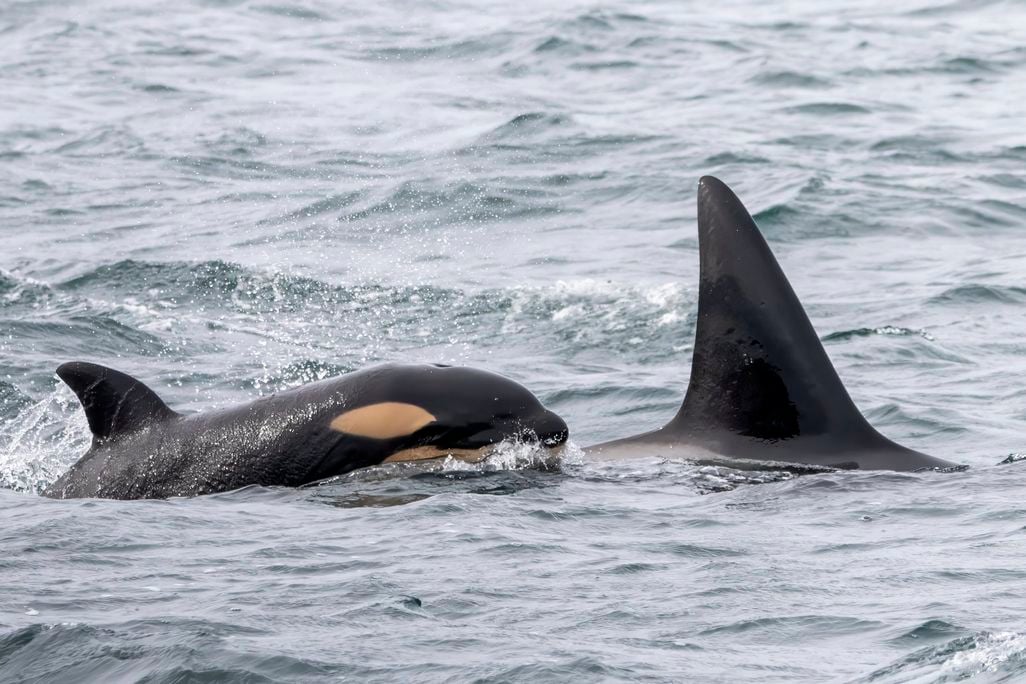 Baby orca next to mother orca