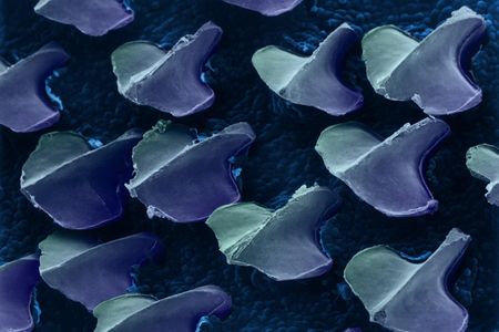 Dogfish shark denticles viewed using a scanning electron microscope. 