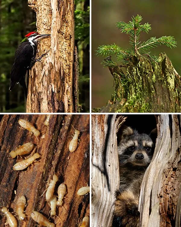 Rotted Logs