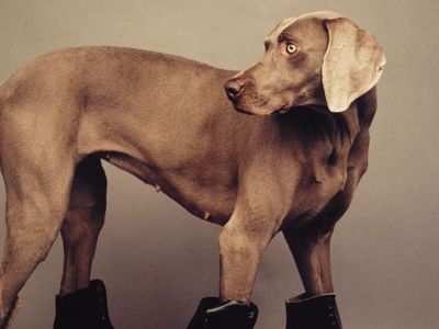 Roller Rover is a definitive example of the work that has made William Wegman one of the world's most widely known conceptual artists.