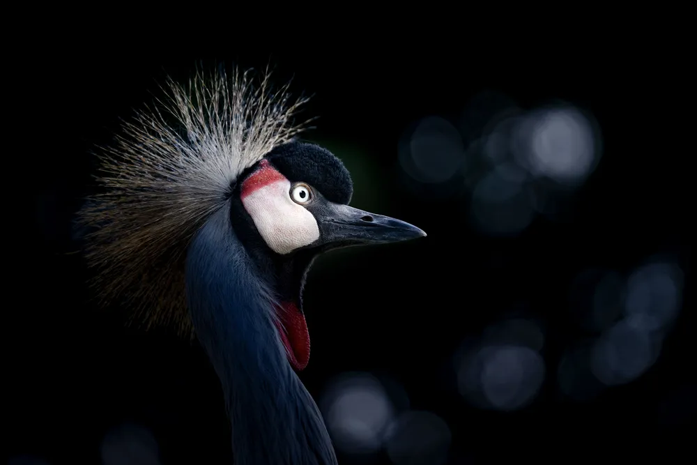 Crowned crane.