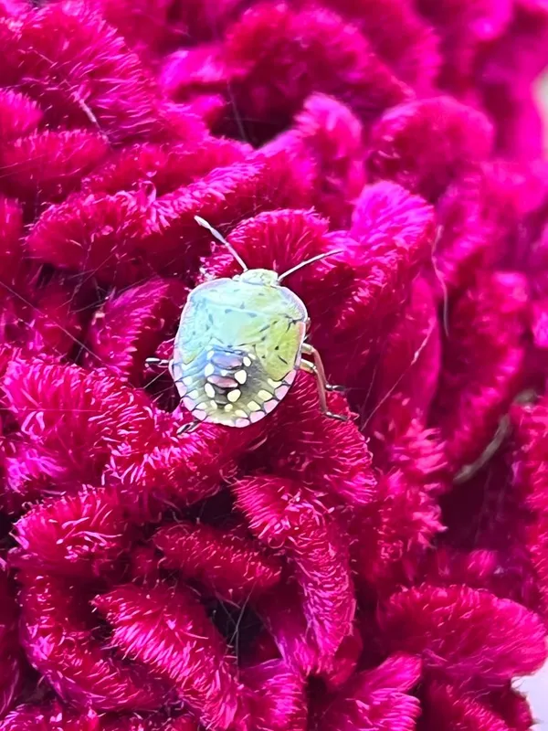 Beetle on a flower thumbnail