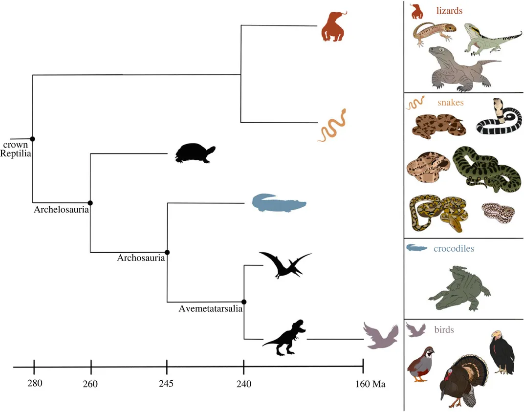 Infographic showing family tree of reptiles