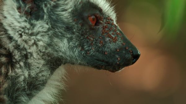 Preview thumbnail for Only the Higher Ups in Lemur Society Enjoy a Tick-Free Life