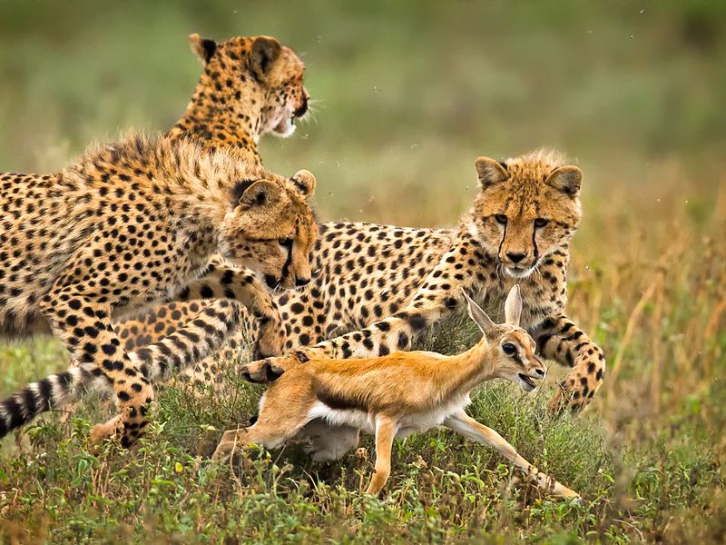 Hunting Cheetahs Smithsonian Photo Contest Smithsonian Magazine