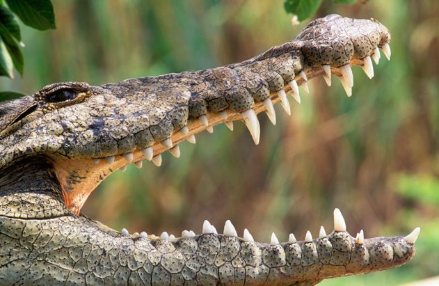 Nile Crocodile Opening Mouth