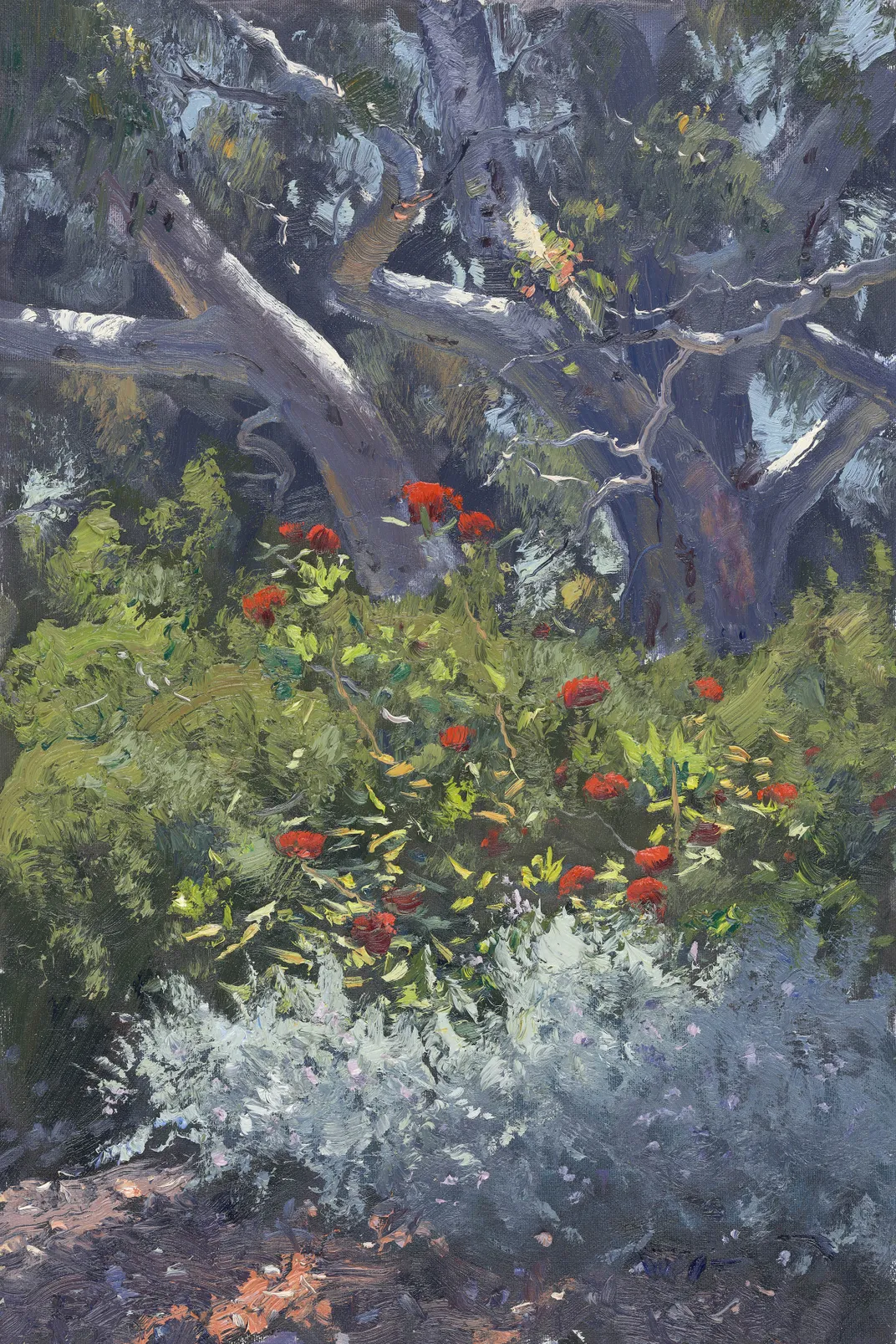 Waratah and Eucalyptus, Australian National Botanic Gardens