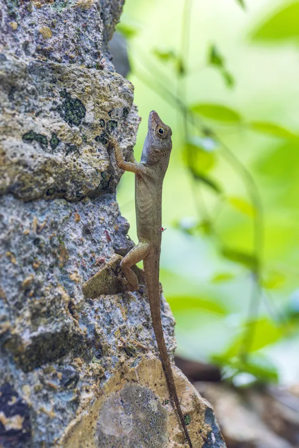 Mosquito Aboard a Lizard thumbnail