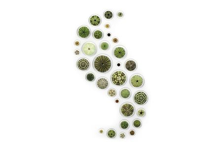 Urchin Spheres, (Echinoidea sp.), Thailand, Philippines, United States, Mexico.