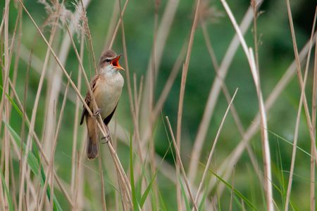 A great reed warbler croons at his breeding grounds in the Netherlands.